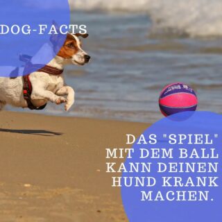 In unserem Urlaub laufen wir mit den Jungs auch am Strand entlang, ist ja auch schön.  Schockierend ist allerdings, dass so ziemlich jeder Hundebesitzer, der uns entgegen kommt einen Ball, oder eine Ballschleuder, also so einen tollen Wurfarm dabei hat. 🙈  Die dazugehörigen Hunde sind komplett überdreht, bellen oft wie wild, haben riesige Pupillen, nehmen ihre Umwelt nicht mehr war und geiern nur noch auf den Ball.  Ein "Highlight" war heute ein Terrier, der wie wild einen Lenkdrachen verfolgt hat. Er war weder ansprechbar noch abrufbar.  Auch wenn diese Menschen es bestimmt gut meinen, und ihre Hunde mit Bewegungsreizspielen wie Ball, Stock oder Frisbee bespaßen, schütten ihre Hunde einen wahnsinnigen Hormoncocktail aus.
Die Auswirkung dieses Kicks bleiben oft tagelang im Körper, stressen den Hund massiv und lösen eine regelrechte Sucht aus.
Der Hund kann sich zu einem Balljunkie entwickeln und auf der Suche nach dem nächsten Kick können sich auch Störungen entwickeln, wie z.B. die manische Suche nach Tannenzapfen oder Steinen, mit denen diese Hunde sich zu befriedigen versuchen.
Sogar gesteigerte Reizanfällig und Aggression kann ein Resultat von ständigem Ballwerfen sein.  Abhilfe schafft dann nur noch "der kalte Entzug " und jeglicher Verzicht!  Auch dem bettelnden Blick des Hundes muss dann Stand gehalten werden. 😉  #balljunkie #balljunkies
#beutespiel
#hundesprache #hundeerziehung #hundeschuleratingen #hundesprachelernen #hundetipps #hundetrainer #hundetrainingstipps #ratingen #lintorf #angermund #duisburgrahm #hösel #ballspielenmithund