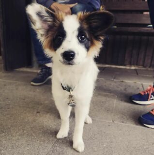 Montag! 🐾
Start einer neuen Woche und Planung weiterer Projekte, wie der neuen Junghundegruppe-Teil I. 
Dort wird auch der kleine Max zu Gast sein.  #junghund #hundeliebe #hundeschuleratingen #ratingen #lintorf #angermund #hösel #mülheimanderruhr #duisburgrahm #hundeverhalten #junghundetraining #hundeschule #hundetrainerin #welpenschule #welpenglück #welpenerziehung #welpenliebe