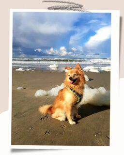 wild and free just like the sea 💙  .
.
.
.
.
#texelliebe #texelmomentje
#texelmithund #texelpics #urlaubmithund #meerliebe #abandenstrand #hundamstrand #hundammeer #alterhund #hundeschuleratingen #texelisland #texel #ratingen #lintorf #angermund #zwergspitz