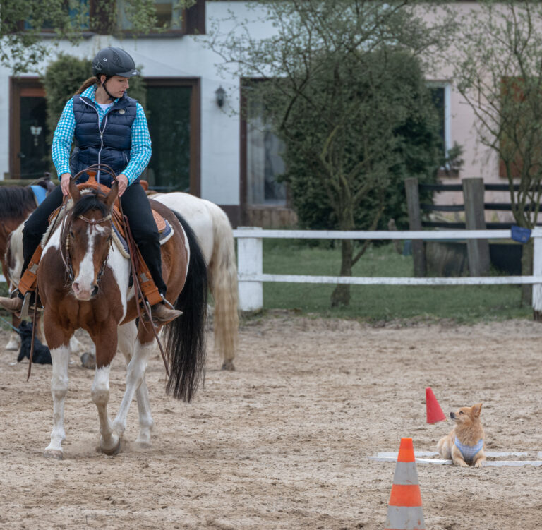 Frau auf einem Paint Horse im Westernsattel auf dem Reitplatz schaut zu ihrem Hund, der liegend auf Anweisungen wartet