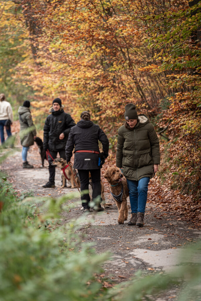Menschen trainieren im Wald mit ihren Hunden in einer Gruppe die Leinenführigkeit.