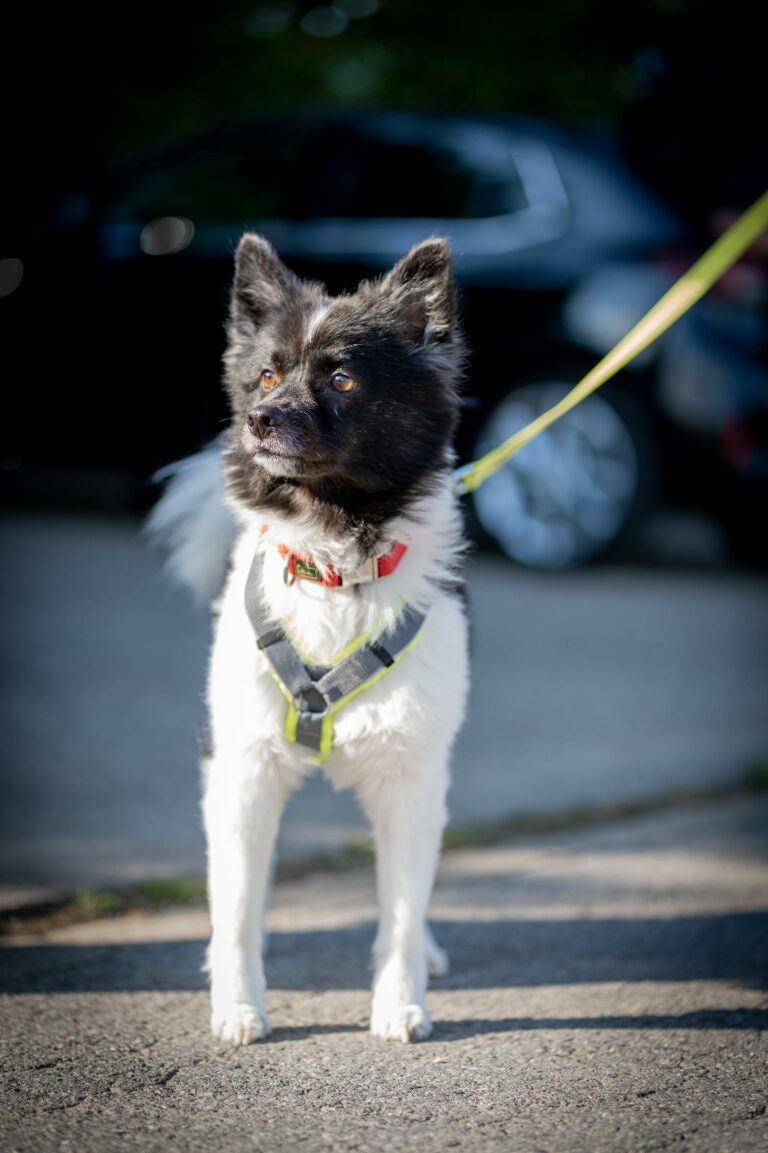 hundetraining-tierschutz-hund-ratingen