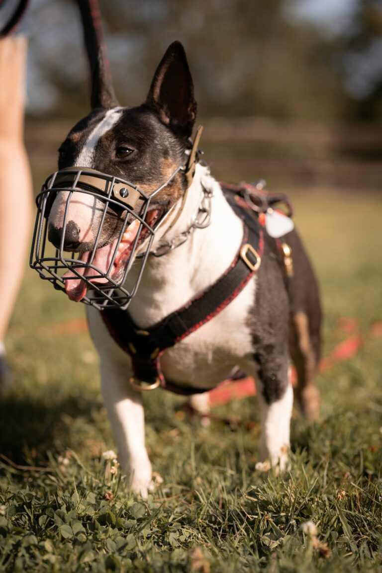 Mini Bullterrier mit Maulkorb auf einer Wiese der für den Wesenstest vorbereitet wird.