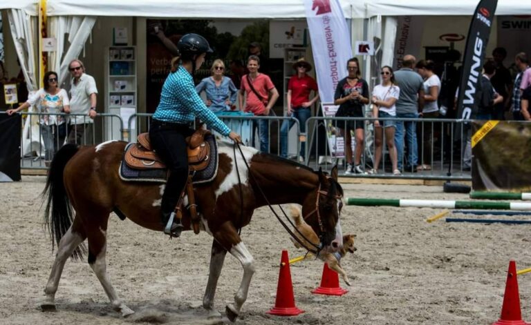 Pferd und Hund bei der Cavallo Academy