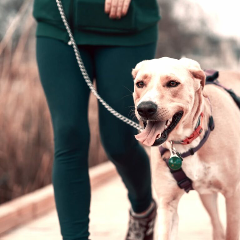 Labrador Leinenführigkeit Ratingen