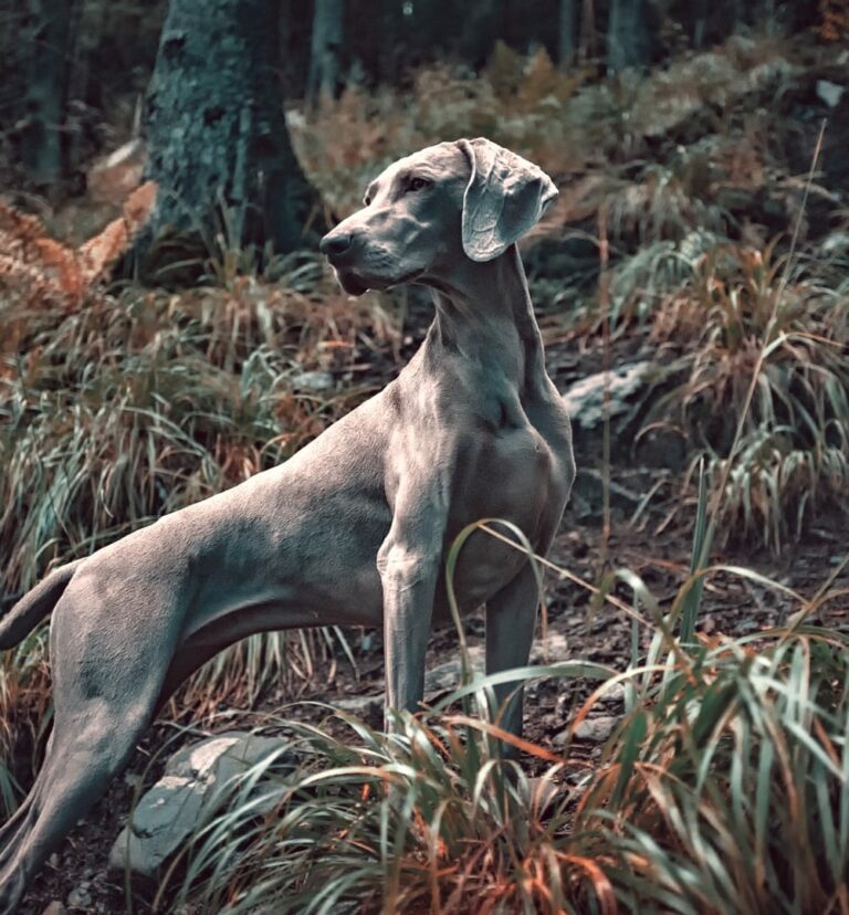 Jagende Hunde erziehen in Ratingen