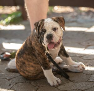 bulldog-hundetrainer-ratingen