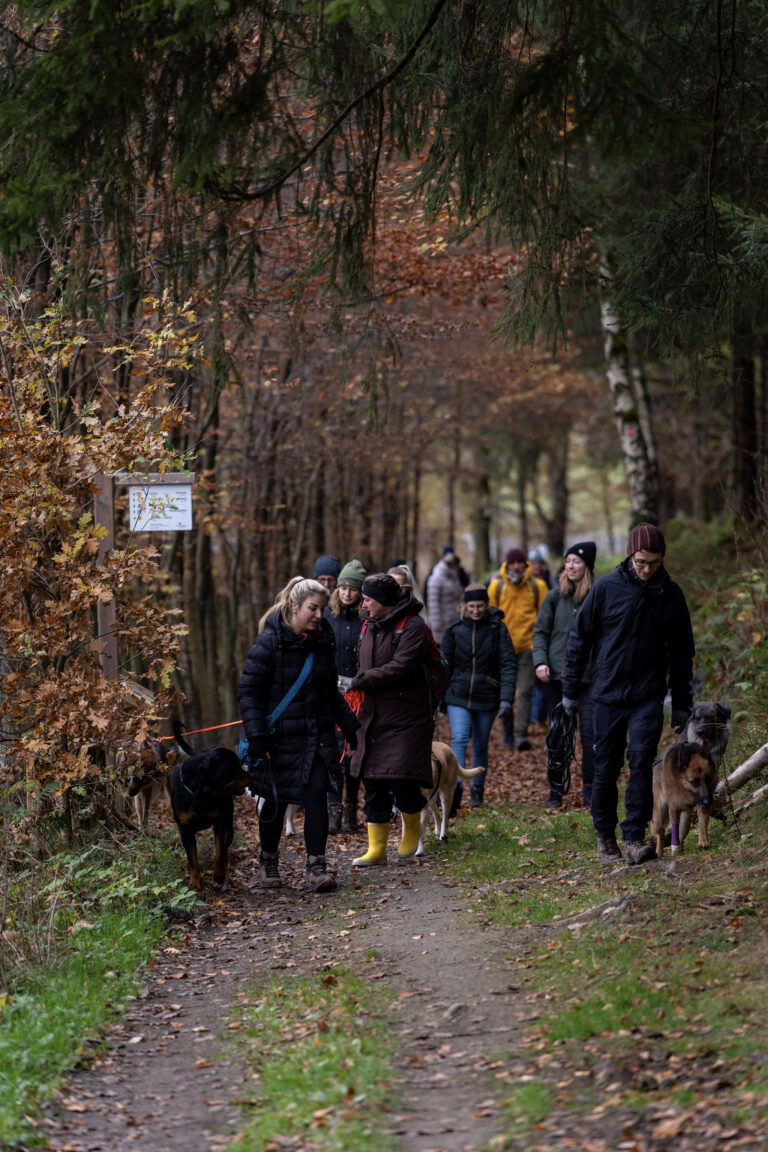 Hundehalter gehen während eines Social Walks in der Gruppe spazieren im Wald