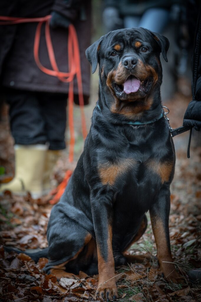 Rottweiler an der Leine der in Ratingen auf den Wesenstest vorbereitet wird.