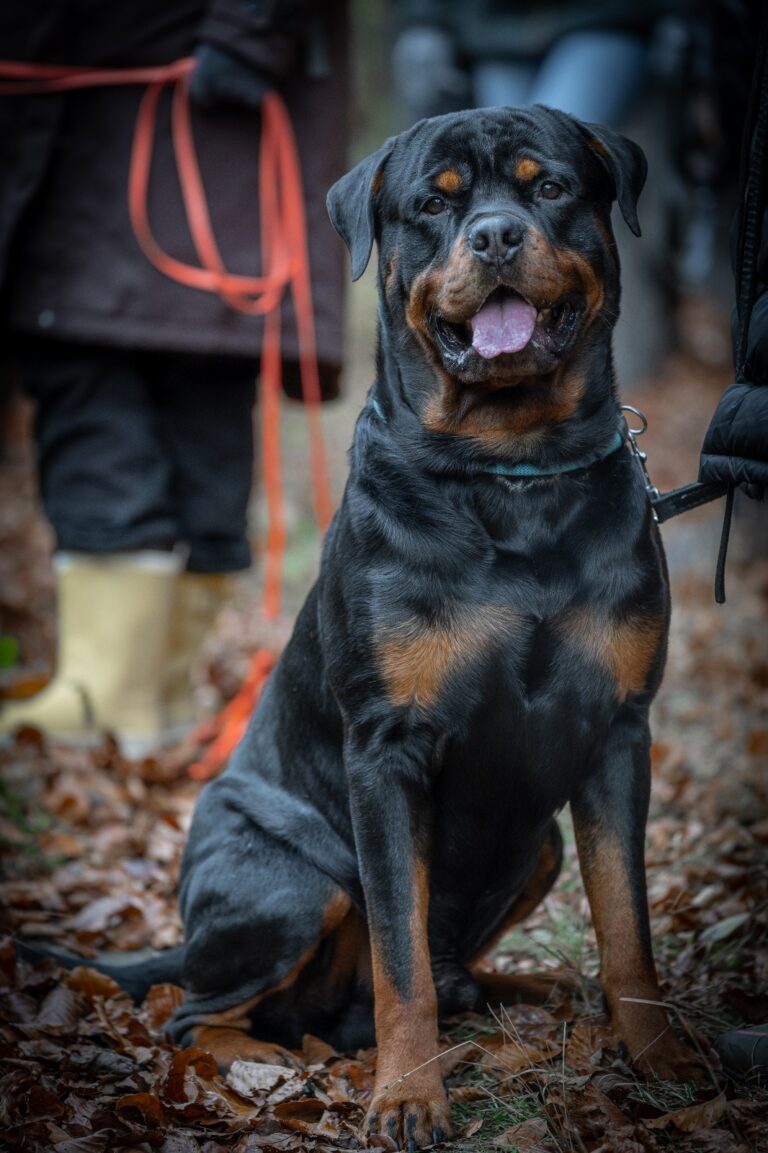 Rottweiler an der Leine der in Ratingen auf den Wesenstest vorbereitet wird.