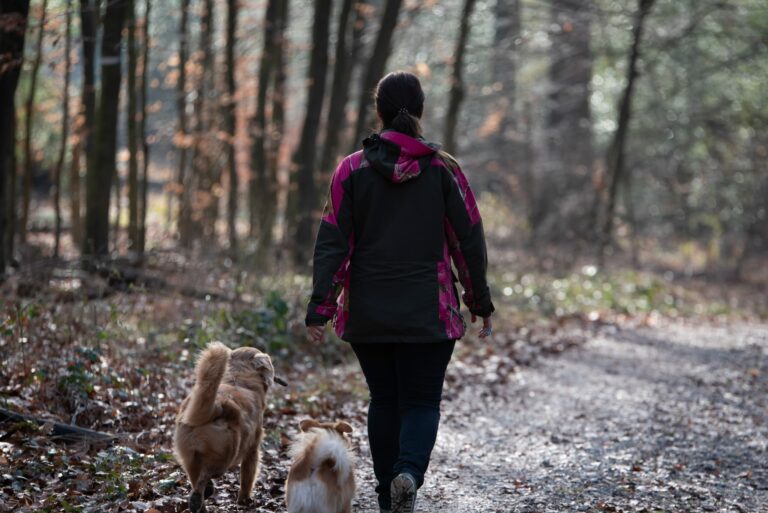 Hunde im Wald bei Fuss in der Freifolge
