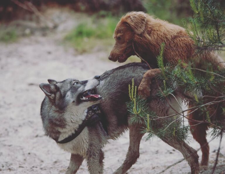 Spielen Hunde immer?
