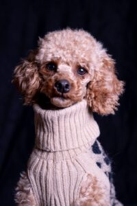 Roter Zwergpudel in einem Leopardenpullover schaut in die Kamera